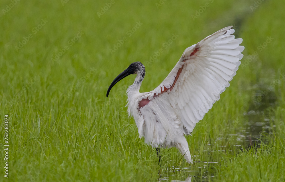 Black-headed Ibis .Bathing in a rice field furrow.