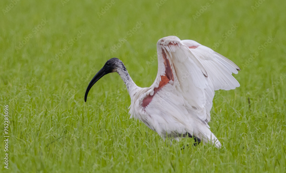 Black-headed Ibis .Bathing in a rice field furrow.
