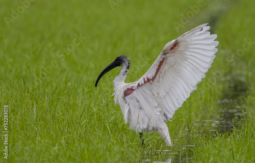 Obraz na płótnie Black-headed Ibis .Bathing in a rice field furrow. w salonie