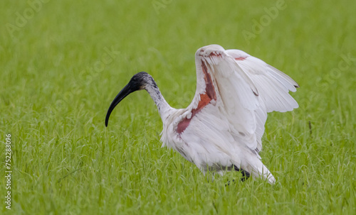 Obraz na płótnie Black-headed Ibis .Bathing in a rice field furrow. w salonie