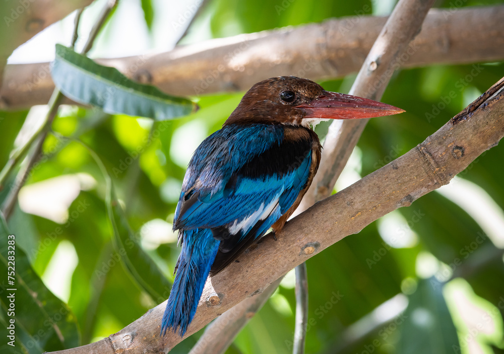 White-throated Kingfisher on the branch tree animal portrait.