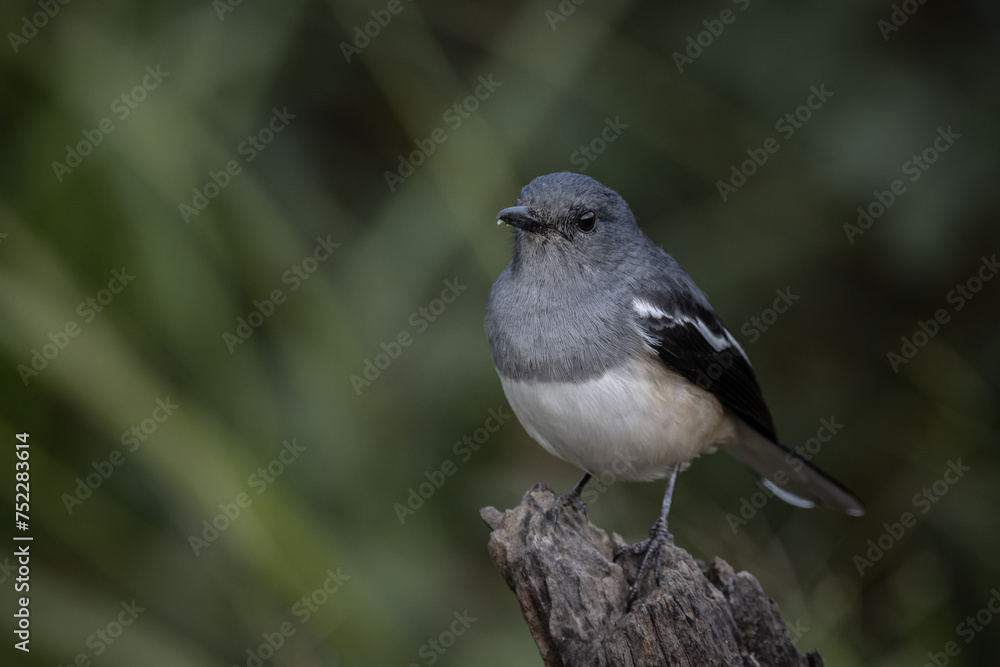 Oriental magpie robin on dly branch close up shot. Oriental magpie robin on dly branch close up shot.