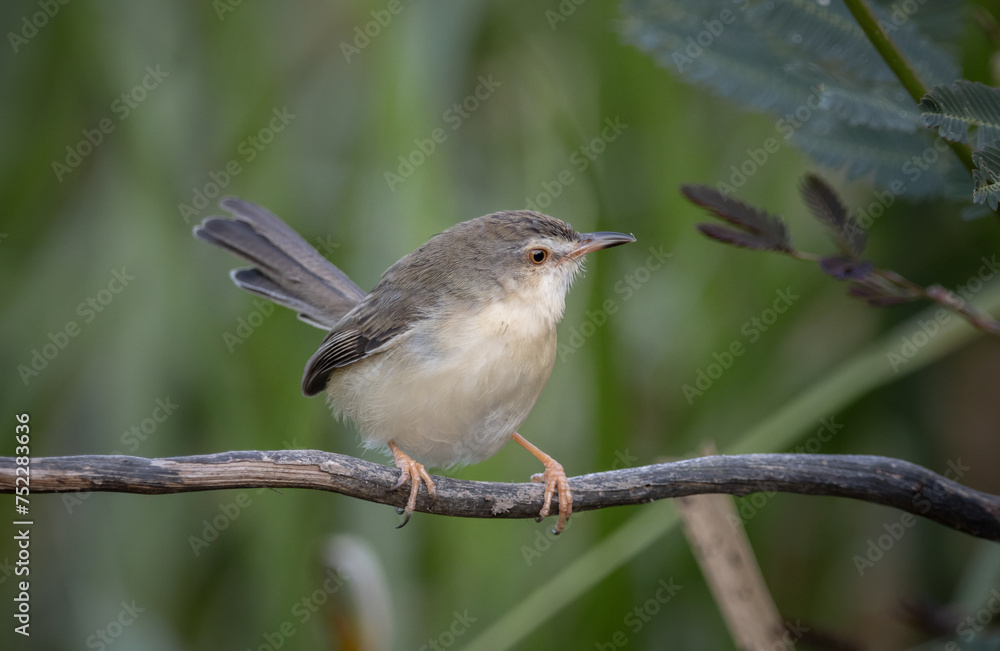 Plain Prinia on the branch animal portrait. Plain Prinia on the branch animal portrait.