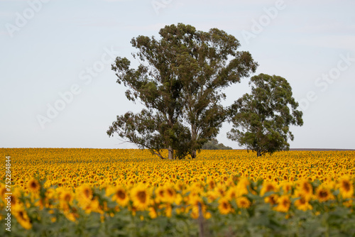 Campo de girasoles extenso con árboles en medio del sembrado photo