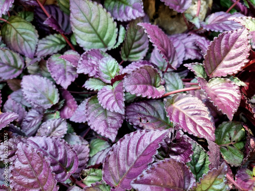 The beautiful leaves of Hemigraphis alternata in the garden photo