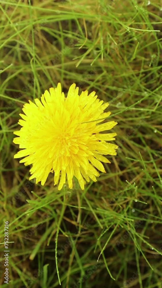 A yellow flower is spinning in the rain. The spring plant is sprayed with water A yellow flower is spinning in the rain. The spring plant is sprayed with water