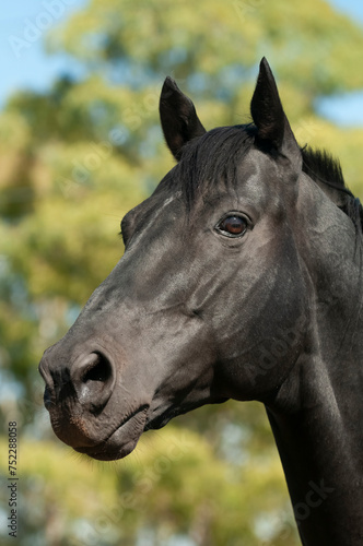 Black breeding horse, Portrait, La Pampa Province, Patagonia, Argentina. © foto4440