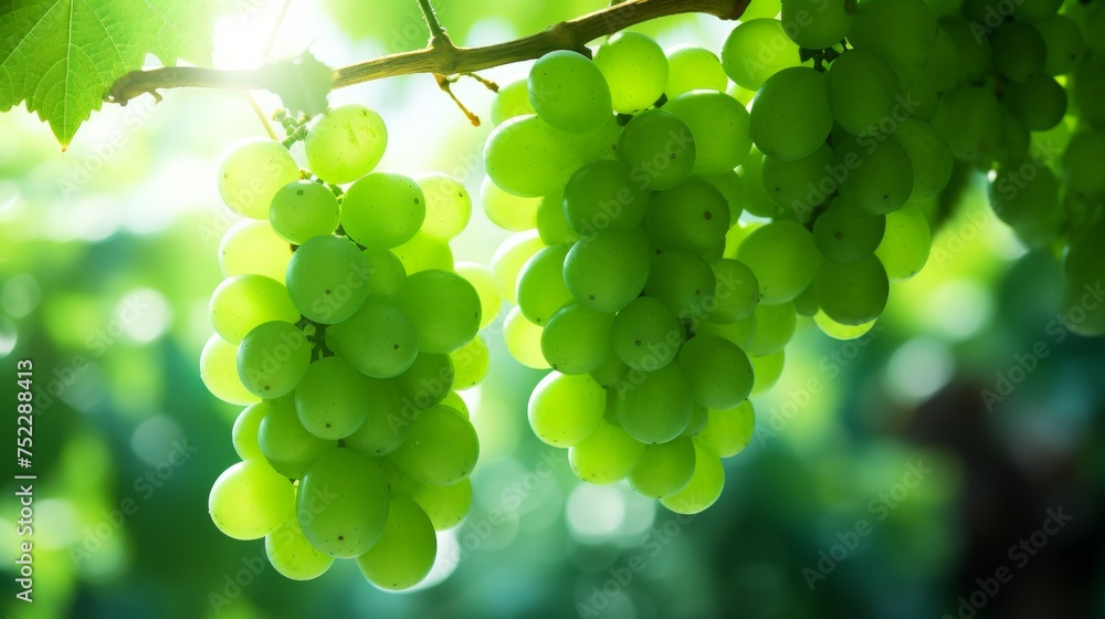 Close up of hanging green grapes on vineyard branch, macro view of lush grapevine background Close up of hanging green grapes on vineyard branch, macro view of lush grapevine background