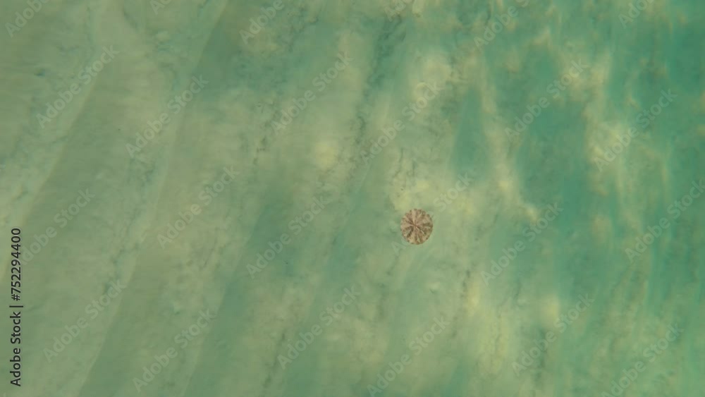 A Sand Dollar floating down to the sandy bottom of the Gulf of Mexico A Sand Dollar floating down to the sandy bottom of the Gulf of Mexico