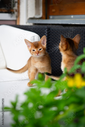 Abessinier Kitten erkundet den Balkon photo