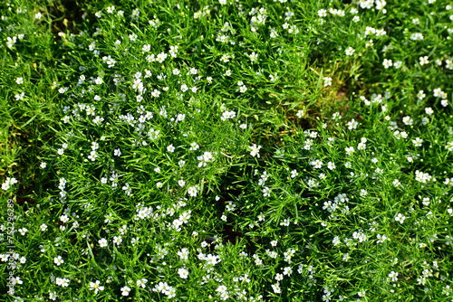 Fototapeta Naklejka Na Ścianę i Meble -  Sagina Subulata. Alpine Pearlwort. Sagina saginoides in the garden. Green plants with white flowers 