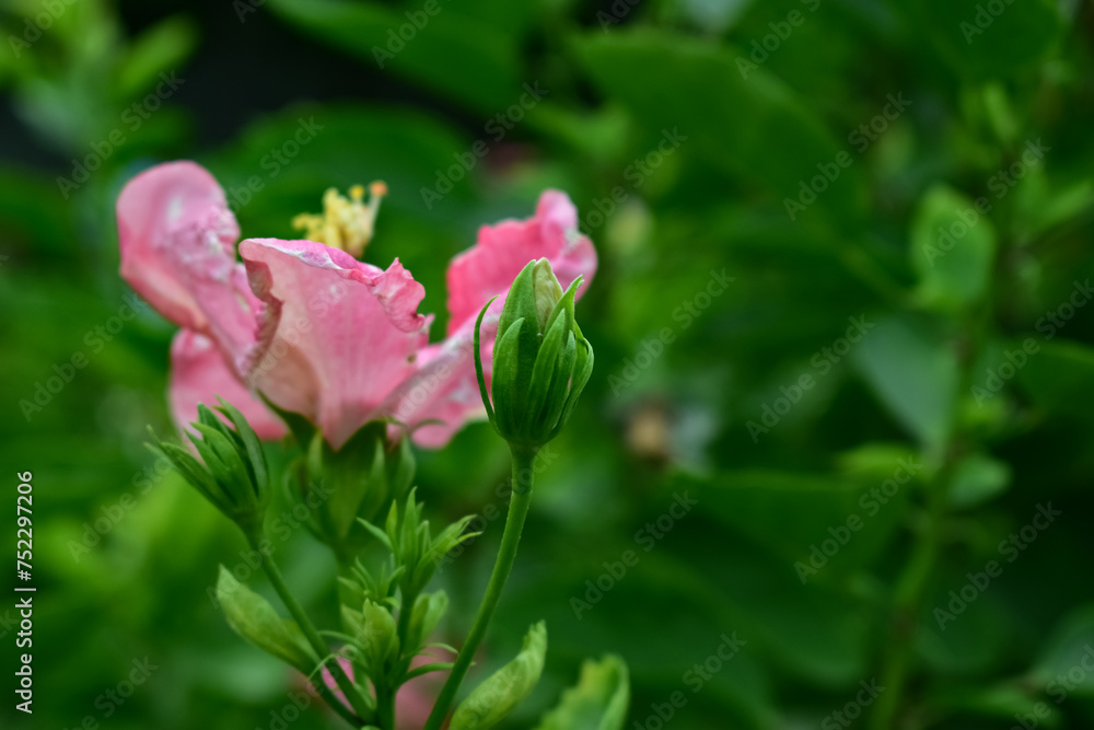 Close-up of Hibiscus flowers in the garden. Pink and red hibiscus flowers with green leaves in rural. Flower and plant. 