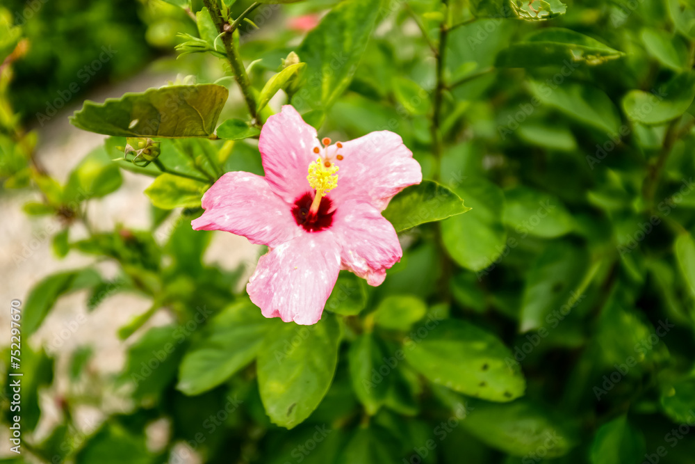 Close-up of Hibiscus flowers in the garden. Pink and red hibiscus flowers with green leaves in rural. Flower and plant. 