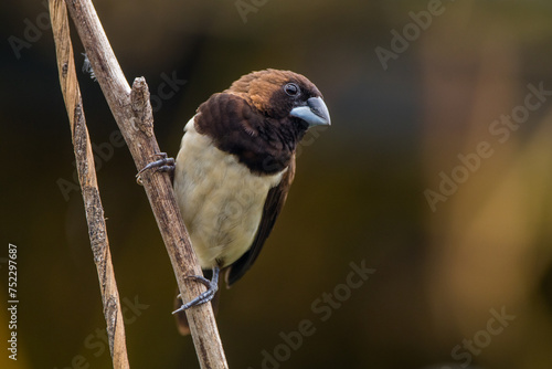 The Javan munia (Lonchura leucogastroides) is a species of estrildid finch native to southern Sumatra, Java, Bali and Lombok islands in Indonesia photo