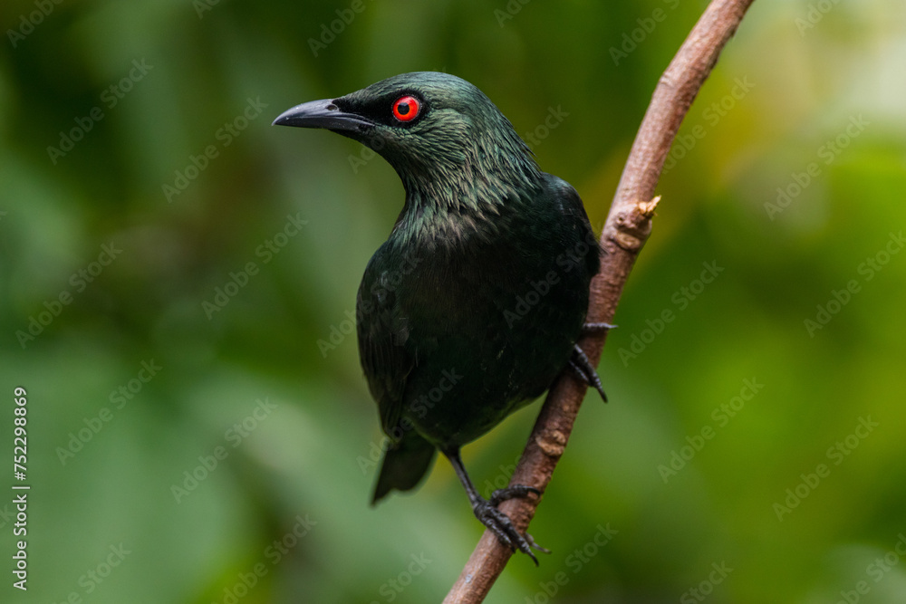 The Asian glossy starling (Aplonis panayensis) is a species of starling in the family Sturnidae. It is found in Bangladesh, Brunei, India, Indonesia The Asian glossy starling (Aplonis panayensis) is a species of starling in the family Sturnidae. It is found in Bangladesh, Brunei, India, Indonesia