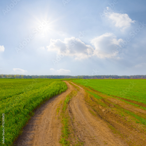 ground road among green rural fields at sunny spring day  seasonal agricultural scene