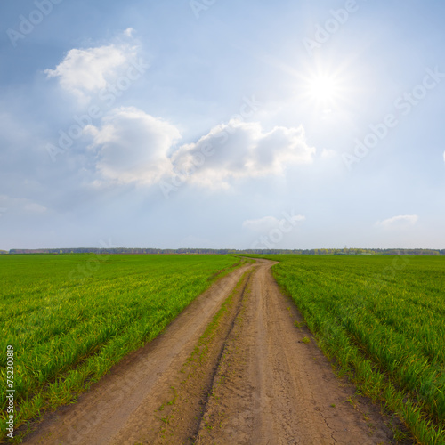 ground road among green rural fields at sunny spring day  seasonal agricultural scene