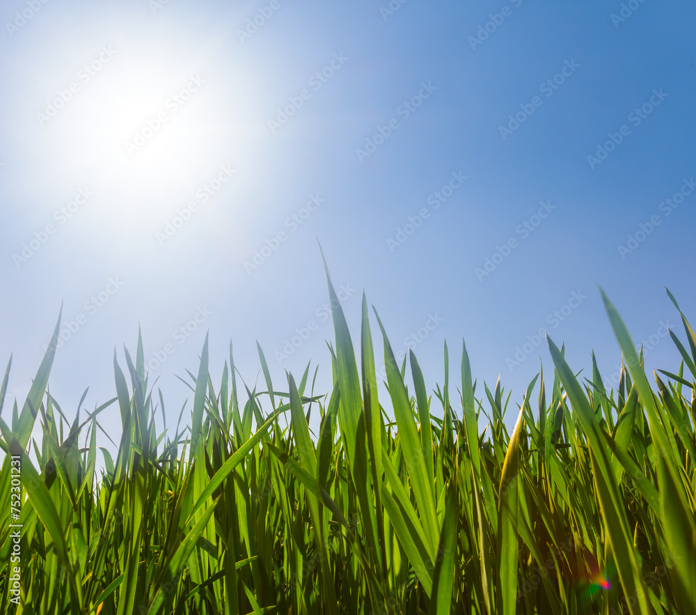 Obraz premium closeup green wheat sprouts in light of sparkle sun
