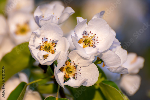 Fototapeta Naklejka Na Ścianę i Meble -  Pear flowers in spring