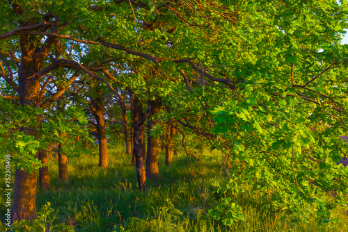 closeup oak forest groove at the evening photo