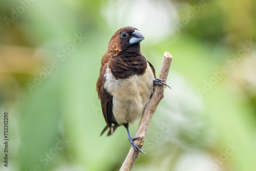 The Javan munia (Lonchura leucogastroides) is a species of estrildid finch native to southern Sumatra, Java, Bali and Lombok islands in Indonesia photo