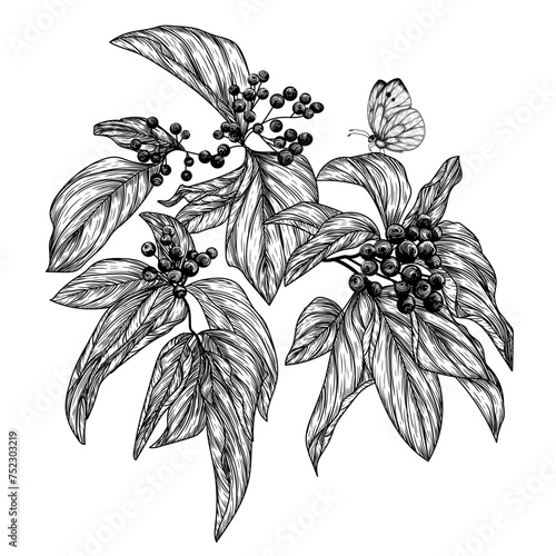 Vector illustration of a branch of wild berries Cornus sanguinea in engraving style