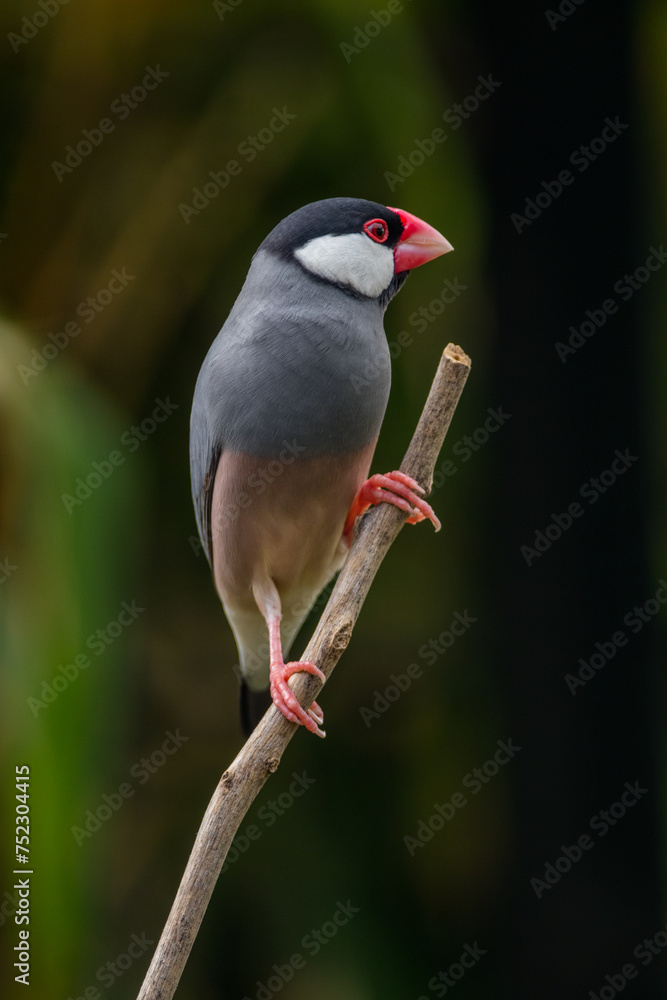 The Java sparrow (Lonchura oryzivora), also known as Java finch, Java rice sparrow or Java rice bird, is a small passerine bird The Java sparrow (Lonchura oryzivora), also known as Java finch, Java rice sparrow or Java rice bird, is a small passerine bird