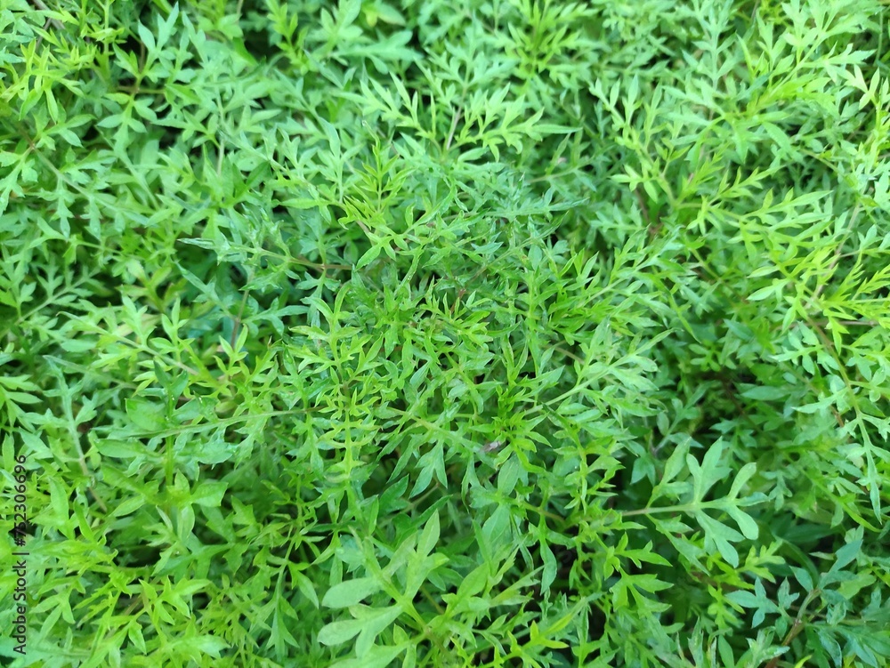 Close-up of a cluster of young green plants emerging from a lush green meadow. Close-up of a cluster of young green plants emerging from a lush green meadow.