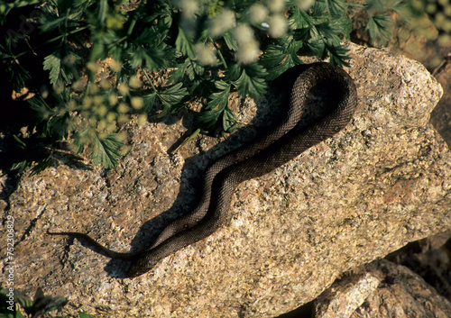 Biscia d'acqua: Natrice viperina, Couleuvre vipérine / Viperine Snake (Natrix maura). Sardegna. Italia. photo