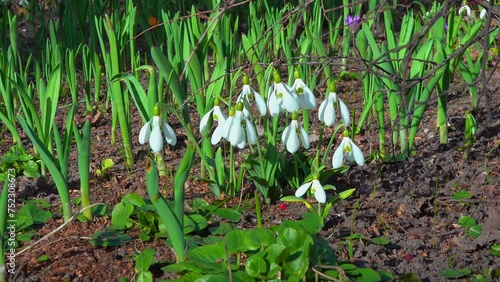 Galanthus nivalis - early blooming spring flowers, primroses - ephemeroids, Ukraine photo