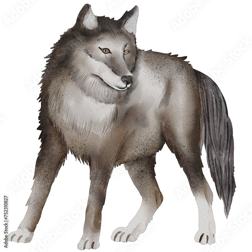 watercolor wolf painting clip art  animal illustration png