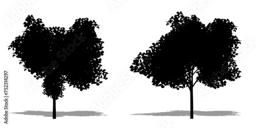 Set or collection of Cecropia trees as a black silhouette on white background. Concept or conceptual vector for nature, planet, ecology and conservation, strength, endurance and  beauty
