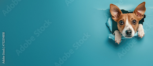 Alert white cat with ginger spots squeezes out of a hole in a torn blue paper, showing playful behavior photo