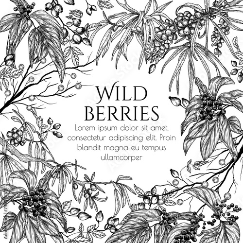 Vector illustration of wild berries in engraving style. Cornus sanguinea, sea buckthorn, rose hips
