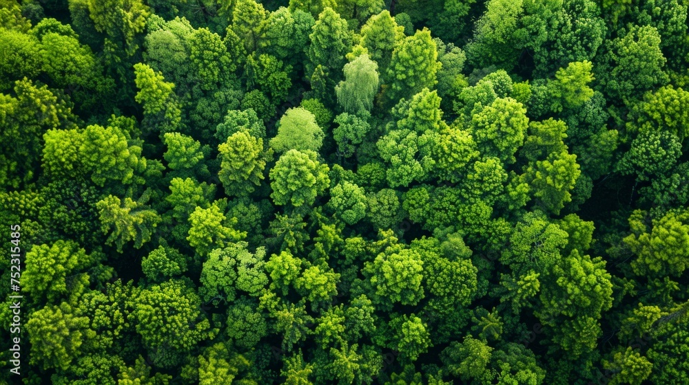 aerial view, vibrant young forest in spring, sea of greenery, symbol of growth and vitality, fresh, bird's-eye perspective of nature's canvas, AI Generative