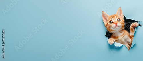 An adorable orange kitten with striking eyes peeking curiously through a torn blue paper backdrop © Fxquadro