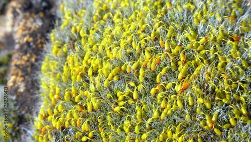 Grey-cushioned Grimmia (Grimmia pulvinata), green moss with young sporophytes on stones in spring photo