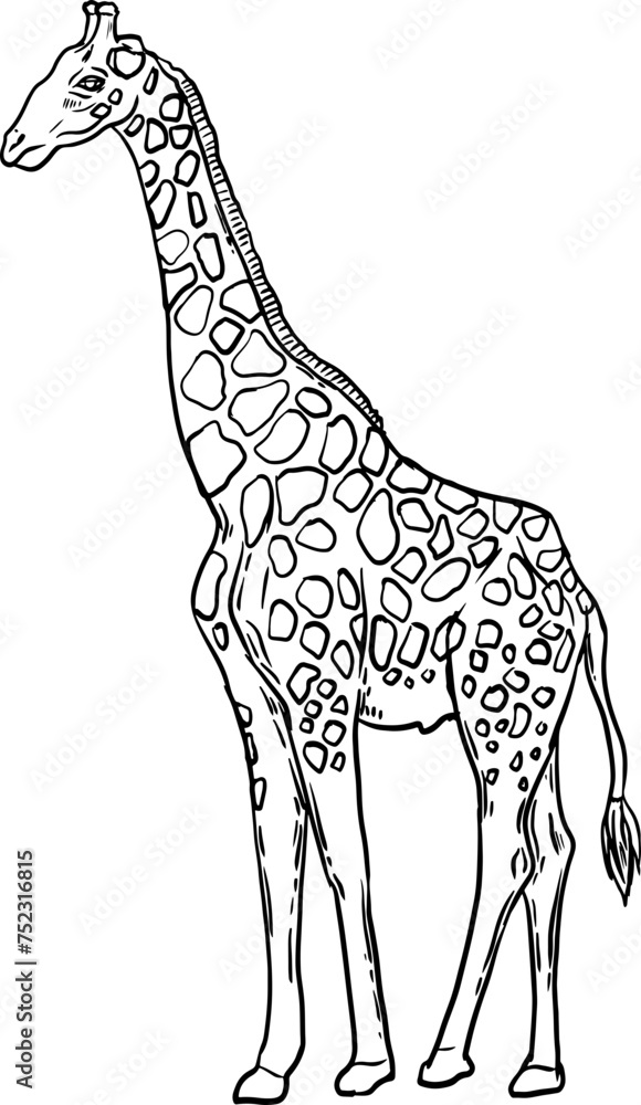 Naklejka premium sketch giraffe hand drawn