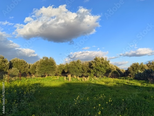 meadow and sky