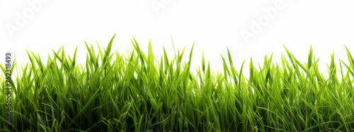 A green field with intricate foliage, grass rising up straight against a white background, styled with youthful energy.
