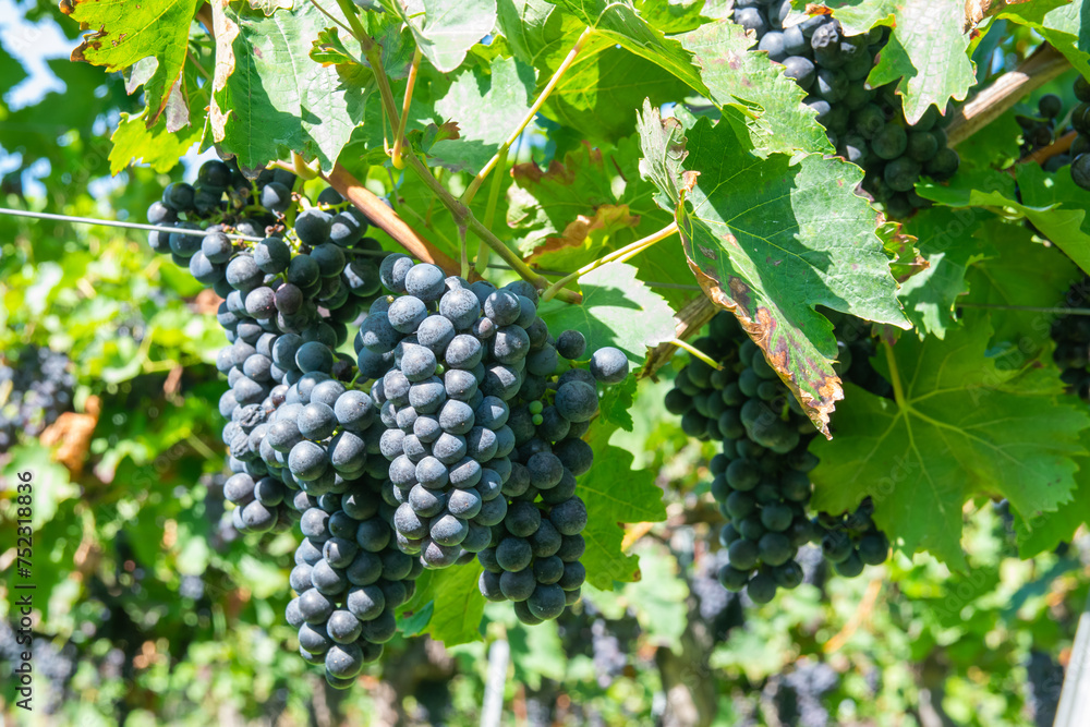 Large bunches of red wine grapes in vineyard.