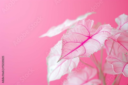 Gorgeous Caladium bicolor as a backdrop steadily expanding in pink © Manzoor
