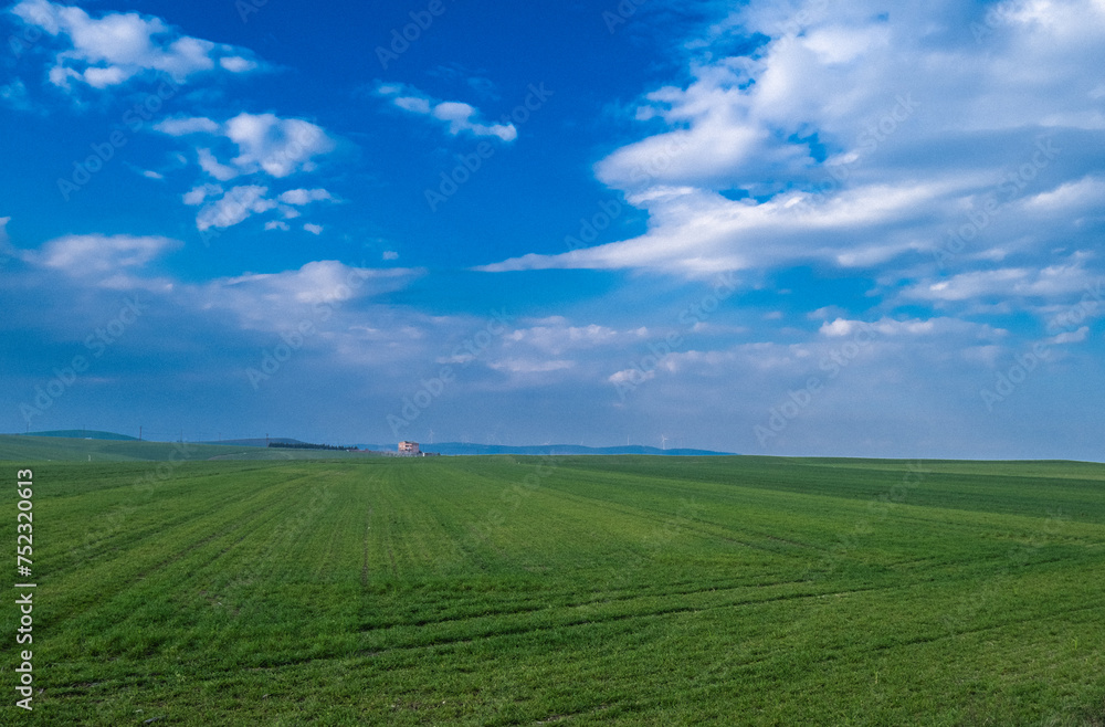 green field and sky