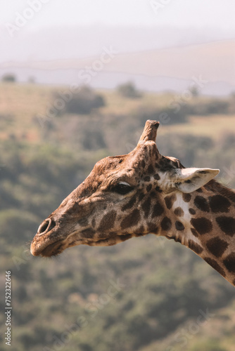 Giraffe