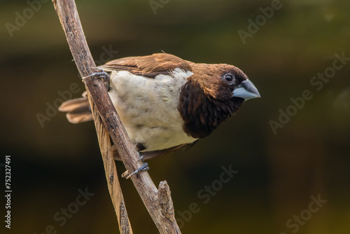 The Javan munia (Lonchura leucogastroides) is a species of estrildid finch native to southern Sumatra, Java, Bali and Lombok islands in Indonesia