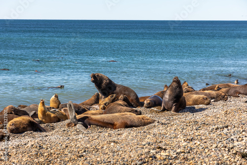 Grupo de lobos marinhos descansando e tomando sol na praia de pedregulhos