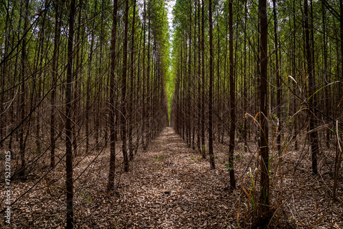 Eucalyptus plantation and dry leaves on the ground forming a corridor