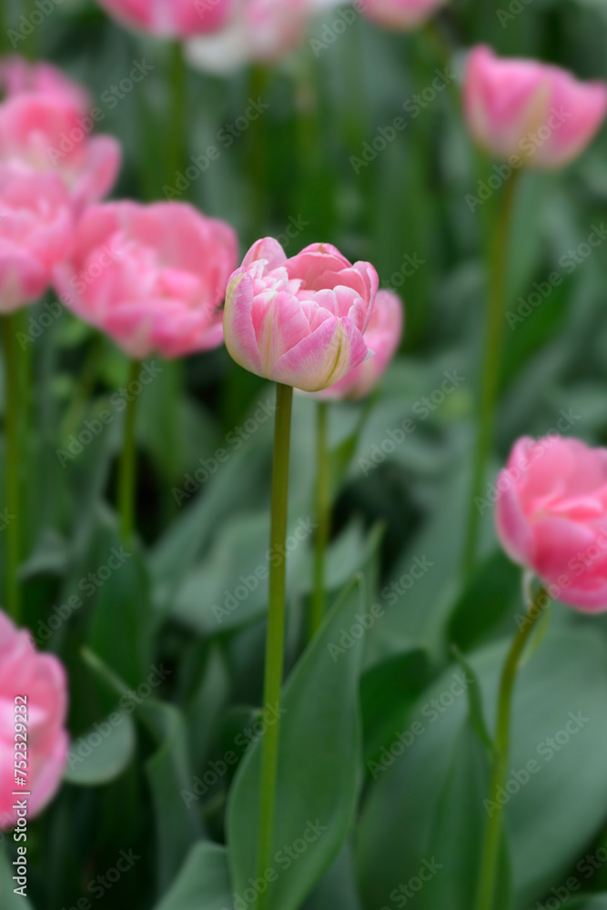 Double Late Tulip Upstar flowers