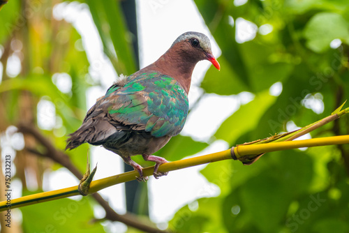 The emerald dove or common emerald dove (Chalcophaps indica), also called Asian emerald dove and grey-capped emerald dove