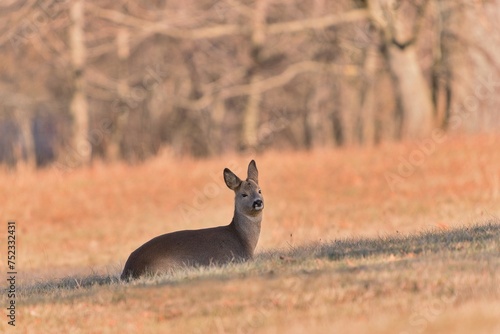 A cute roe deer resting on the meadow. Wildlife scene in spring. Capreolus capreolus